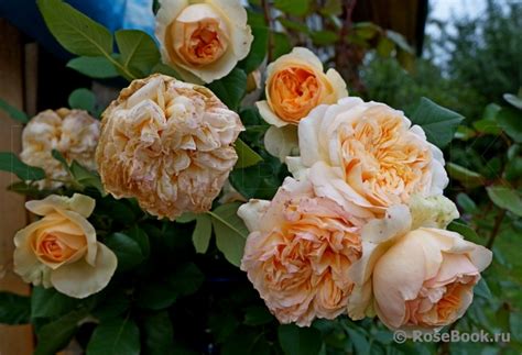 Галерея - Apricot Sky ® (BARapri) - Энциклопедия роз
