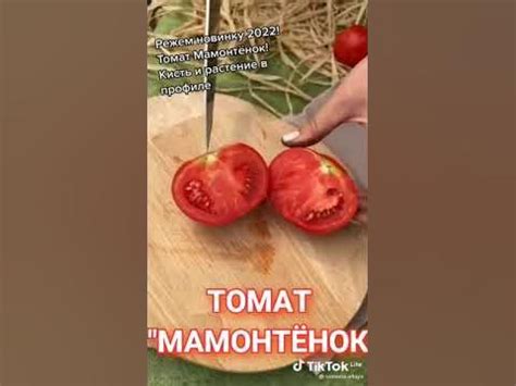 #томат_мамонтенок #семена_Алтая - YouTube