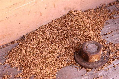 Termite Droppings: Identification and What You Need to Know