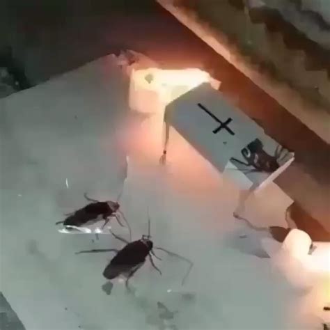 Roach Funeral : r/WTF