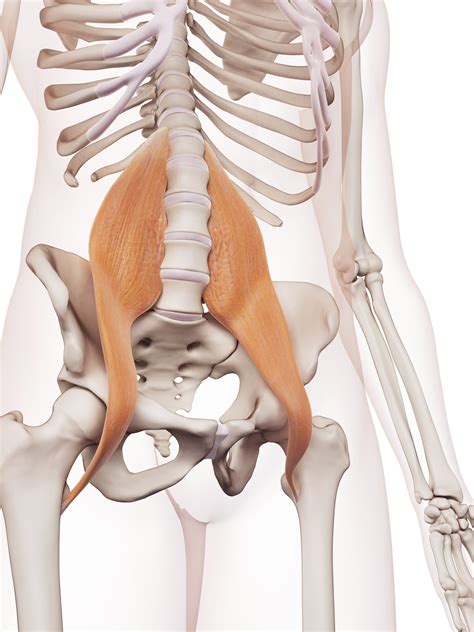 Doug Keller: Yoga to Release the Psoas - YogaUOnline
