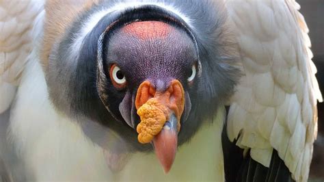 10 Most Unique Birds in the World!