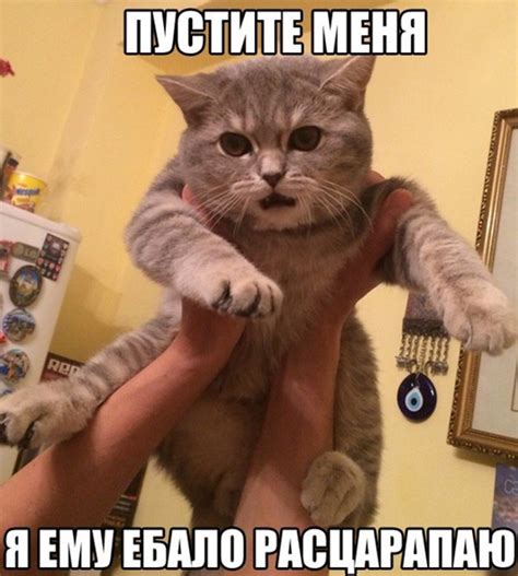 Когда по пьяне нассал коту в латок!!! | ПОZZZИТИВ | ВКонтакте