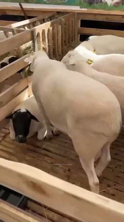 Анонс открытия выставки овцеводства в Каспийске на площадке «Стадион ...
