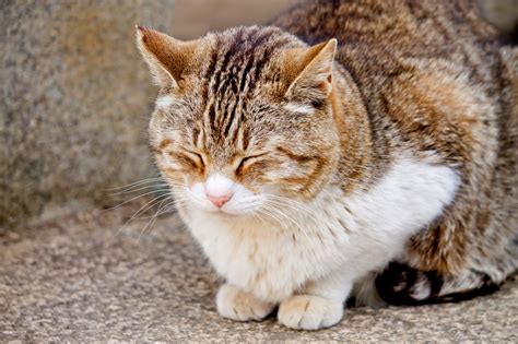 ai gmmmv