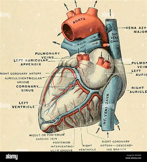 . Anatomy, descriptive and applied. Anatomy. CARDIAC VEINS 709 1. The ...