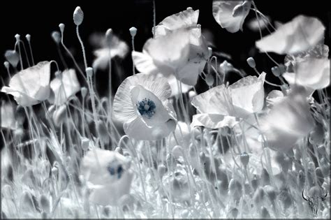 soft focus experiment by vw1956 on DeviantArt