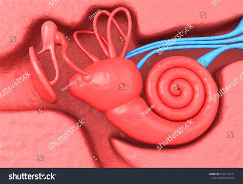 Anatomy Human Ear Stapes 3d Render Stock Illustration 1196137711 | Shutterstock