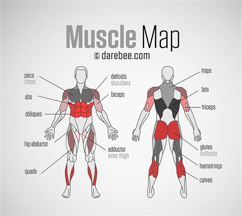 Muscle Map