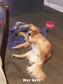 Dog Biting Leg GIFs | Tenor