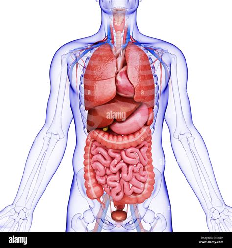 human internal organs  res stock photography  images alamy