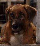 Beverly Hills Chihuahua (2008 Movie) - Behind The Voice Actors