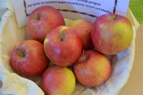Rewena-Apfel: Herkunft & Merkmale - Plantura