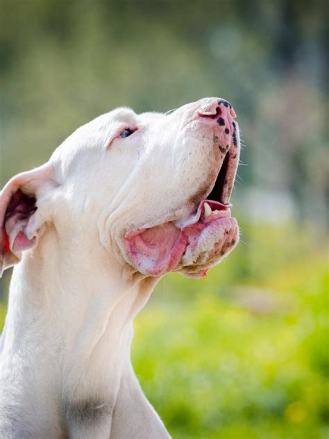Can You Breed Merle Great Dane