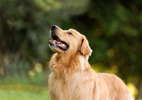 Perros de casa: lo que debes saber
