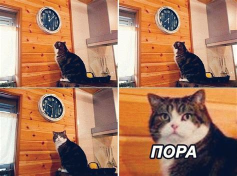 мем кот пора - Создать мем - Meme-arsenal.com