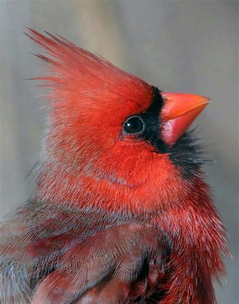 Red and Black Bird on Tree Branch