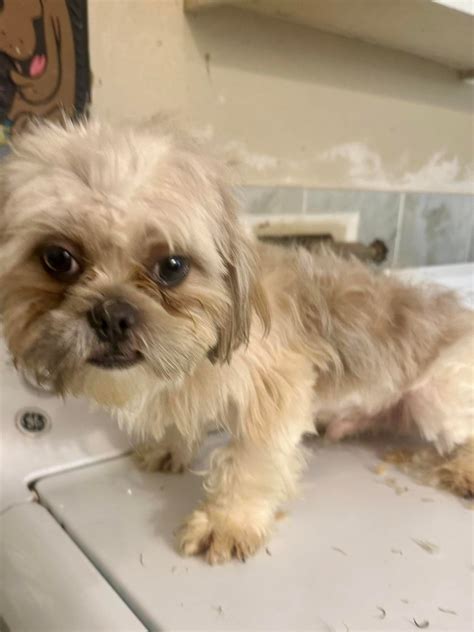 Teddy bear faces shih... - Teddy bear faces shih tzu puppies