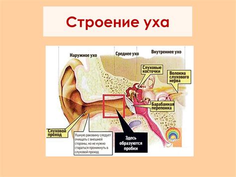 Ощущение. Познавательные психические процессы - презентация онлайн