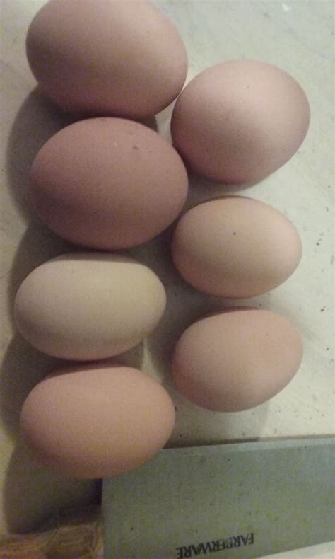 First Eggs from Black Australorp | BackYard Chickens - Learn How to Raise Chickens