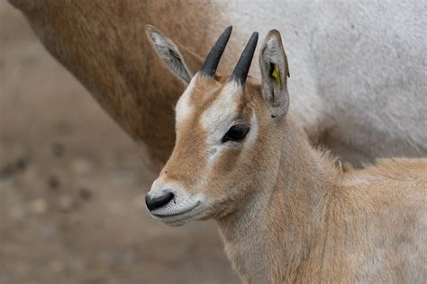 ‘Extinct in the wild’ scimitar-horned oryx calf born at Marwell Zoo
