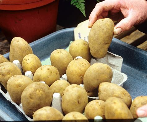 Chitting potatoes: how and why to complete this simple task | Homes and