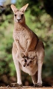 Mammals: Prototherians & Therians Flashcards | Quizlet