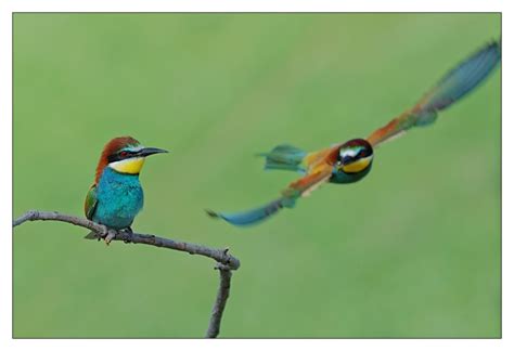 Ich komme... Foto & Bild | tiere, wildlife, wild lebende vögel Bilder ...