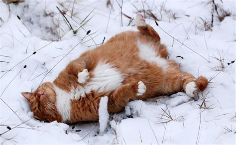Скоро зима (Много фото) - treepics.ru