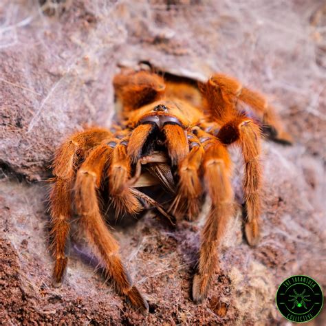 pterinochilus murinus orange baboon tarantula obt rspiderbro