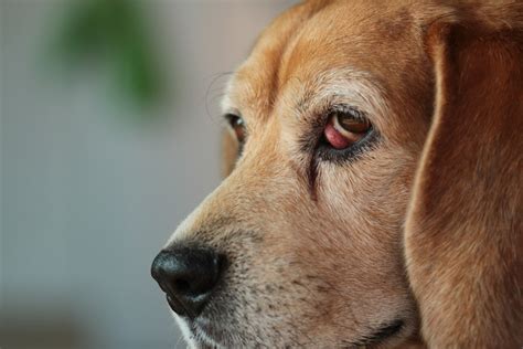 Cherry Eye in Dogs | Great Pet Care