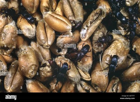 grain weevil (Sitophilus granarius), beetles on grain Stock Photo - Alamy
