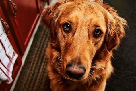 red golden retriever puppy  training