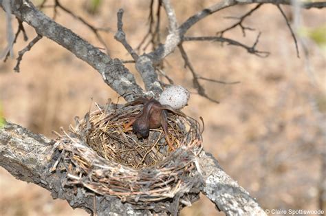 African and Diederik Cuckoos - African Cuckoos