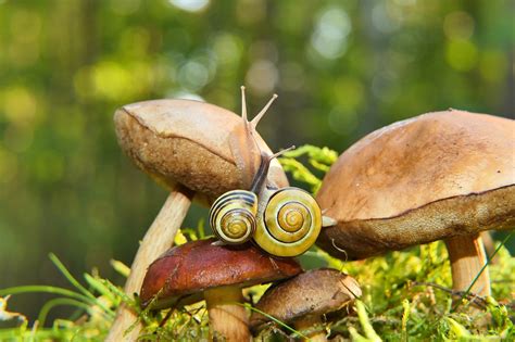 2,000+ Free Fungi & Mushrooms Images - Pixabay