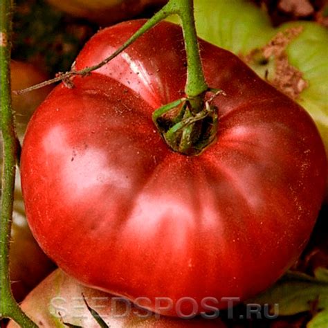 Томат Чероки Пурпурный (Cherokee Purple), 5 шт. Premium Selection ...