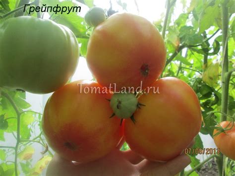 Томат Грейпфрут: описание сорта, ОТЗЫВЫ (14), фото | tomatland.ru