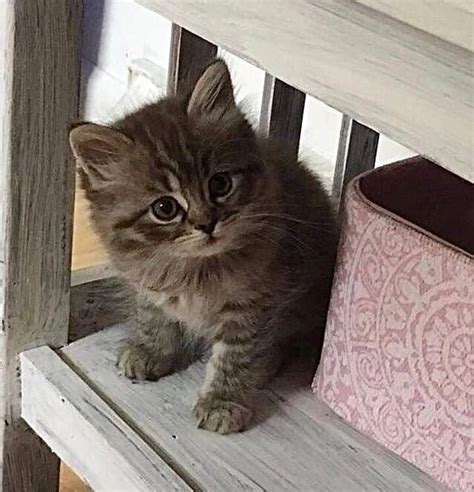 Pin di Котики..