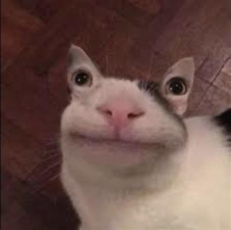 Blursed_cat : r/blursedimages