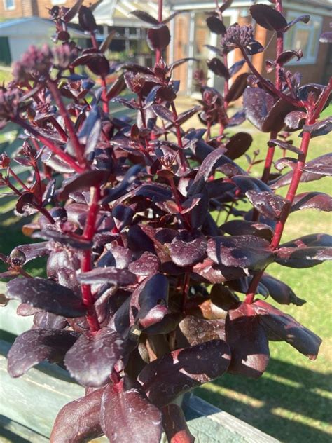 Sedum telephium Touchdown Teak - Sturton Plants