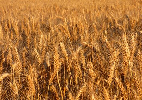 durum wheat genome sequenced genetics sci newscom