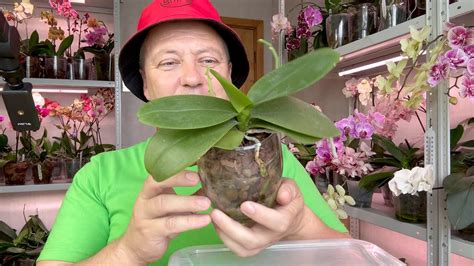 гниющая орхидея живёт с ЧЕРНОЙ ГНИЛЬЮ 3 года / если НЕ чистить ...