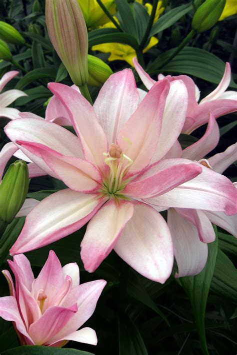 Bentley - lily bulb