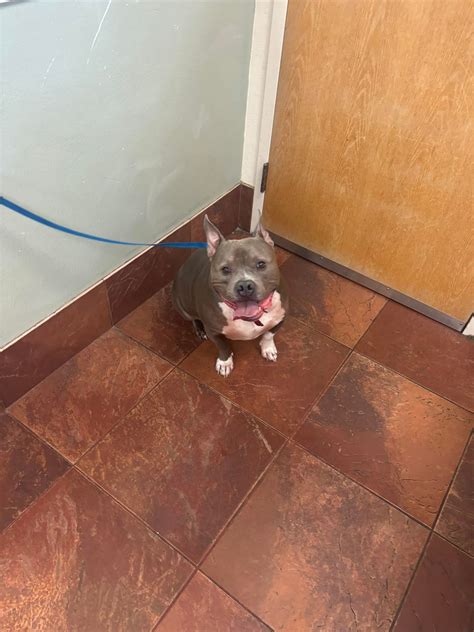 Green Summit Animal Clinic | Lees Summit MO