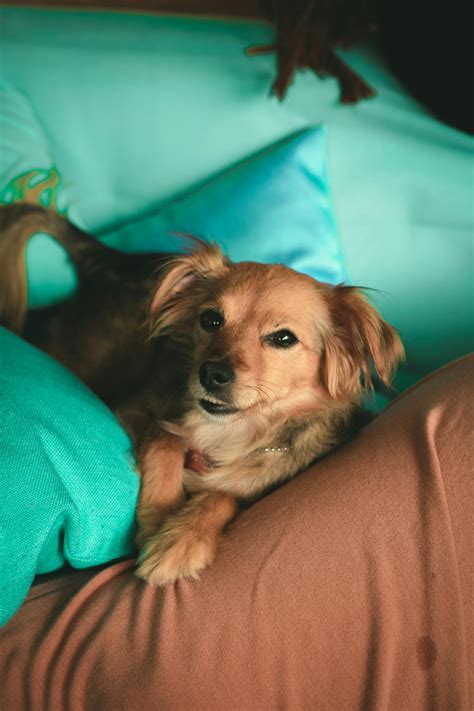 Photo of Dog Lying on Sofa · Free Stock Photo