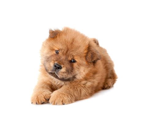 Chow Chow Vs Tibetan Mastiff - Patmydoggie