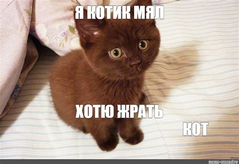 Создать мем "шотландская шоколадная кошка, британский кот шоколадный ...