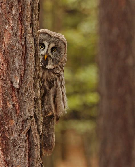 The Beauty of Wildlife