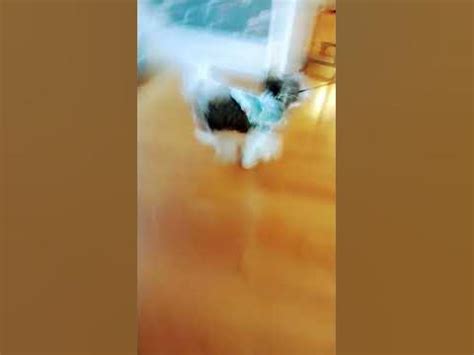 Dognado - YouTube