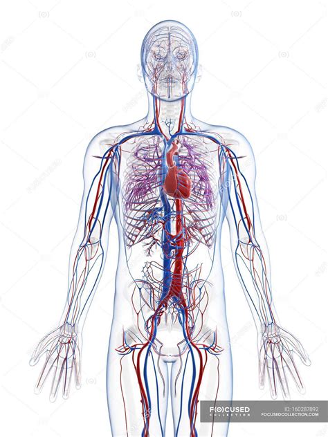 human vascular system transparent computer artwork stock photo